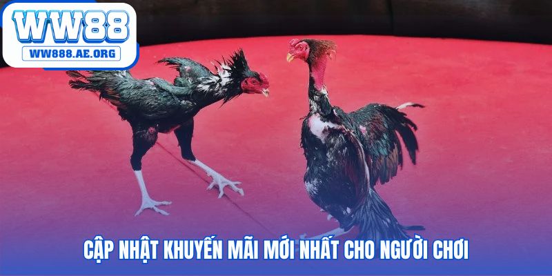 Ưu đãi độc quyền cho sảnh đá gà WW88 giúp tăng vốn