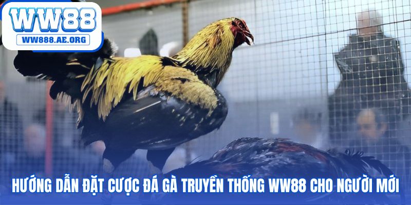 Đặt cược đá gà truyền thống WW88 qua 4 bước minh bạch