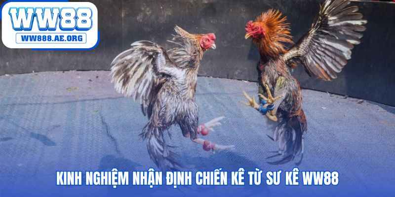 Nhận định chiến kê đòi hỏi sự quan sát từng chi tiết nhỏ nhất