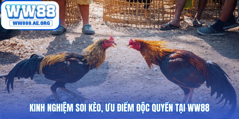 Soi kèo đá gà cựa dao WW88 qua thành tích tướng mạo