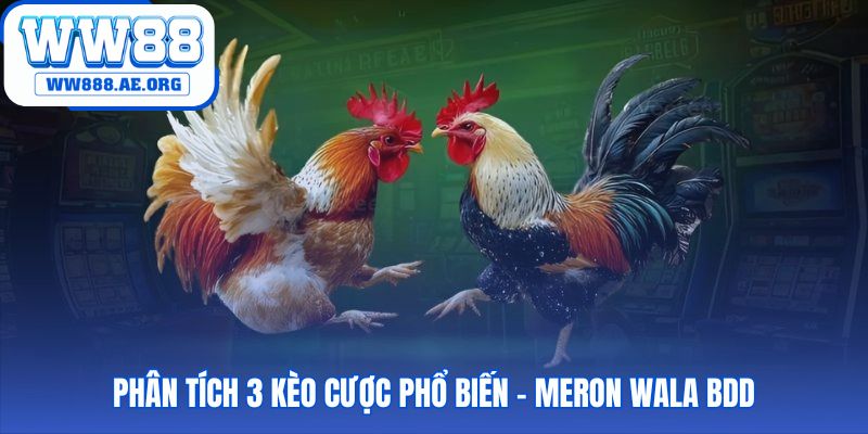 Tụ điểm đá gà gây cấn WW88 giải thích kèo Meron Wala BDD