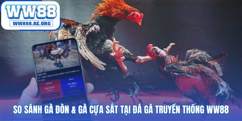 Đá gà truyền thống WW88 phân biệt gà đòn và gà cựa sắt