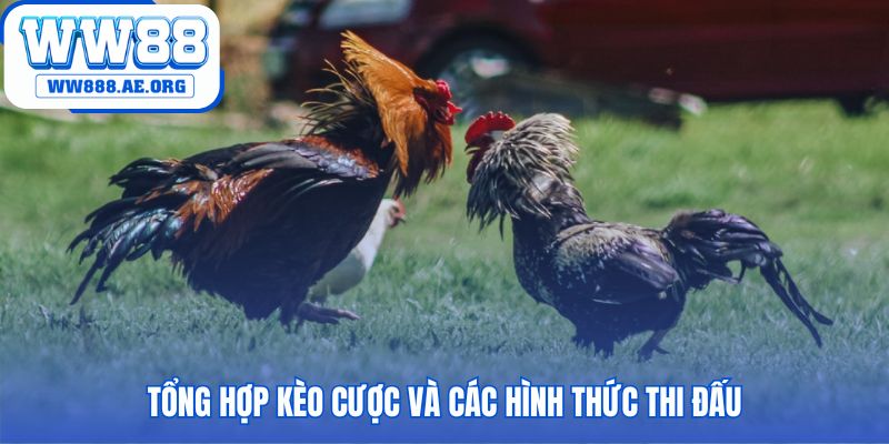 Thông tin kèo cược và các hình thức thi đấu cựa sắt cựa dao