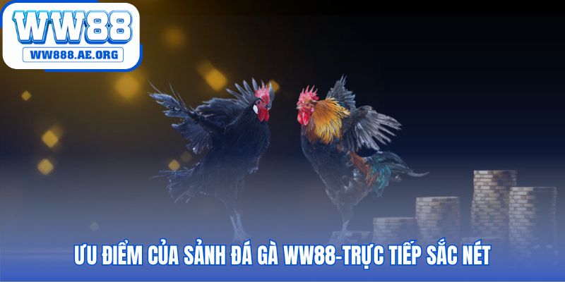 Sảnh đá gà cựa sắt WW88 livestream trực tiếp sắc nét từ Thomo