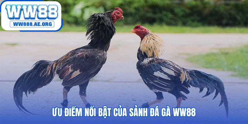 Sảnh đá gà WW88 nổi bật với trải nghiệm minh bạch và đẳng cấp